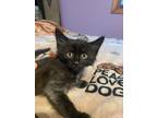 Adopt Panther a American Shorthair