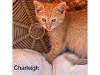 Adopt Charleigh - Seabolt Litter 4 of 7 a Domestic Short Hair