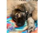 Adopt Agate - North Roaders a Mixed Breed