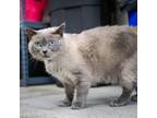 Adopt Snowbell a Domestic Medium Hair