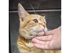 Adopt Tangerine a Domestic Medium Hair