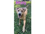 Adopt Misty (2515 s olive) a Mixed Breed