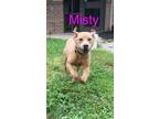 Adopt Misty (2515 s olive) a Mixed Breed