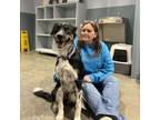 Adopt SADI a Border Collie, Australian Shepherd