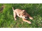 Adopt Clover (West Union 9) a Labrador Retriever, German Shepherd Dog