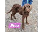 Adopt Pico a Poodle, Labrador Retriever