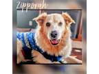 Adopt Zipporah a Great Pyrenees, Mixed Breed