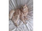 Adopt Candy a Domestic Medium Hair, Tabby