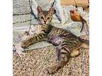 Adopt Cagney a Domestic Short Hair, Tabby