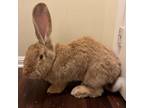 Adopt Millie a Flemish Giant