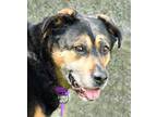 Adopt Dina a German Shepherd Dog, Rottweiler