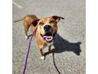Adopt Chelsea a Mixed Breed
