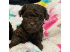 Poodle (Toy) Puppy for sale in Aubrey, TX, USA