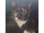 Adopt Tora a Domestic Short Hair