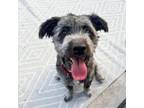 Adopt Jules a Standard Schnauzer