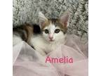 Adopt Amelia a Domestic Short Hair