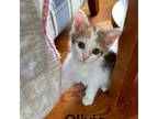 Adopt Olivia a Domestic Short Hair