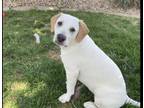 Adopt Dixie a Basset Hound, Labrador Retriever
