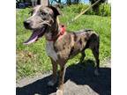 Adopt Tilly a Catahoula Leopard Dog, Mixed Breed