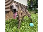 Adopt Tilly a Catahoula Leopard Dog, Mixed Breed