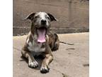 Adopt Tilly(S) a Catahoula Leopard Dog, Mixed Breed