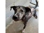 Adopt Ruby a Mixed Breed