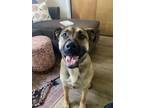 Adopt Brookie a Black Mouth Cur