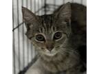 Adopt Callaway a Domestic Short Hair