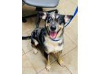 Adopt Hinkle (Mercy) a Mixed Breed