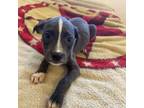 Adopt Pinkie a Pit Bull Terrier