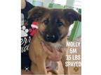Adopt Molly a Shepherd, Chow Chow