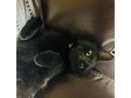 Adopt Voodoo a Domestic Short Hair