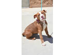 Adopt Pretty Girl a Pit Bull Terrier, Mixed Breed