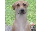 Adopt Honey a Yellow Labrador Retriever, Greyhound