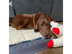 Adopt Hunter a Labrador Retriever, Bloodhound