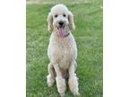 Adopt Laddie a Standard Poodle