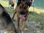 Adopt DIXON a German Shepherd Dog, Mixed Breed