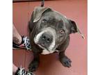 Adopt Henderson a Pit Bull Terrier