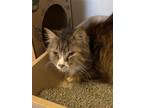 Adopt Hairy Pawter a Domestic Long Hair, Domestic Short Hair