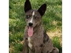 Adopt Zulie a Catahoula Leopard Dog, Husky