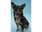 Adopt Tuggs a Cattle Dog, Mixed Breed