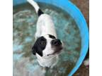Adopt Jack a Border Collie, Jack Russell Terrier