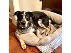 Adopt Bruce a Border Collie, Bluetick Coonhound