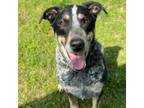Adopt Bruce a Border Collie, Bluetick Coonhound