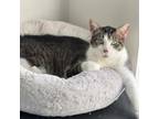 Adopt Colin a Domestic Short Hair