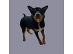 Adopt TUSC-Stray-tu4118 a Shepherd, Australian Cattle Dog / Blue Heeler