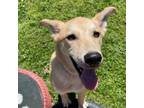 Adopt Brunswick a Labrador Retriever, Husky