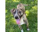 Adopt Nubs a Pit Bull Terrier