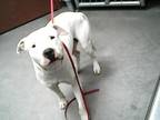 Adopt BLUEBERRY a Pit Bull Terrier, Mixed Breed