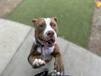 Adopt GRAHM a Pit Bull Terrier